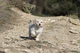 GOLDEN RETRIEVER 511